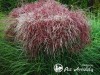 Miskantas kininis ,Rotsilber' (lot. Miscanthus sinensis) Miskantas kininis ,Rotsilber' (lot. Miscanthus sinensis)